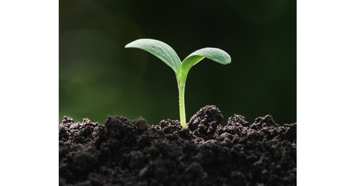 Global Non-Profit Launches to Advance Eco-Friendly Deathcare