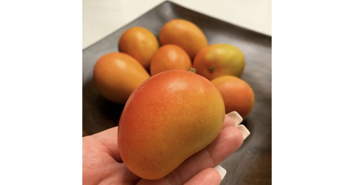 Goldenberry Farms Prepares for Initial Sugar Mango Exports for 2024 Season; Announces New Consumer Campaign